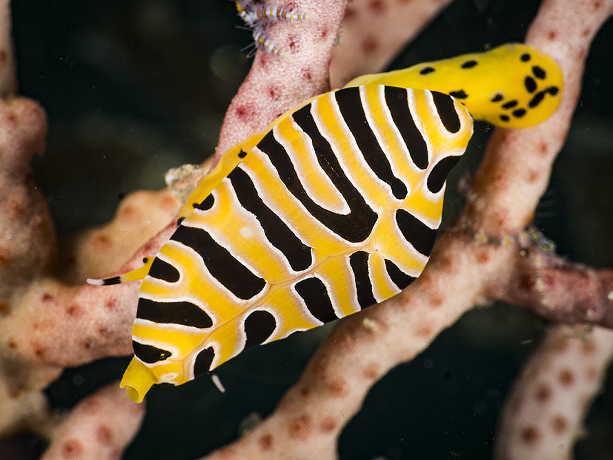 Cuspivolva tigris